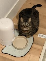 Reunited Male Cat last seen Grovetree Way, Elk Grove, CA 95624