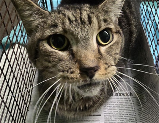 Shelter Stray Male Cat last seen , 1850 W 60th St, Los Angeles, CA 90047, USA
