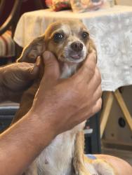 Lost Female Dog last seen Pepperidge Dr, Spring, TX 77373