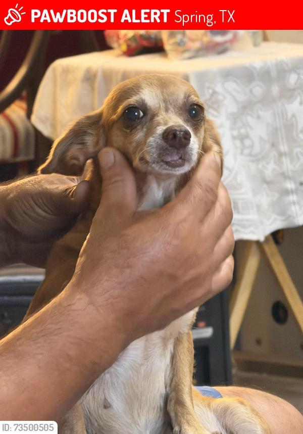 Lost Female Dog last seen Pepperidge Dr, Spring, TX 77373