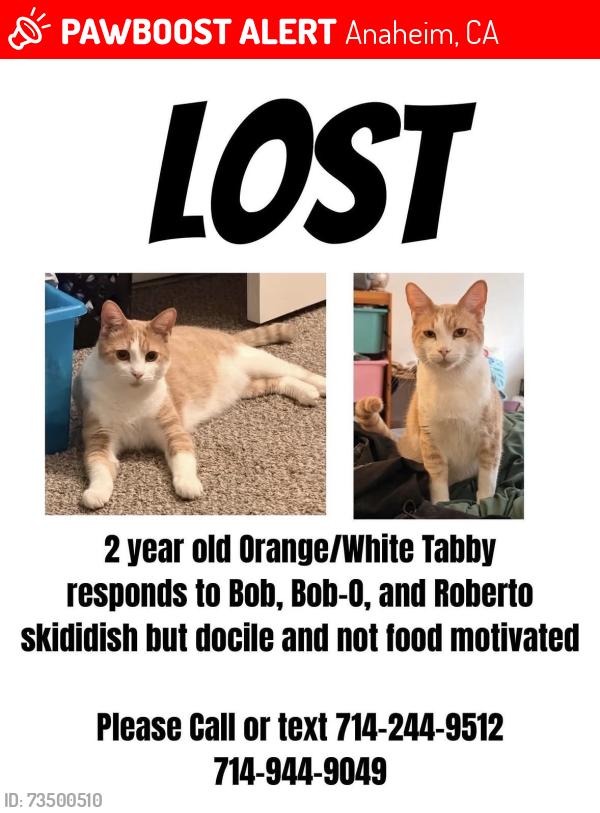 Lost Male Cat last seen Pampas apmts, Anaheim, CA 92802