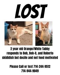 Lost Male Cat last seen Pampas apmts, Anaheim, CA 92802