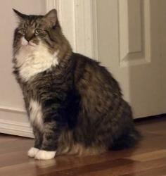 Lost Male Cat last seen Middletown Rd, Hummelstown, PA 17036
