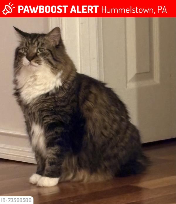 Lost Male Cat last seen Middletown Rd, Hummelstown, PA 17036