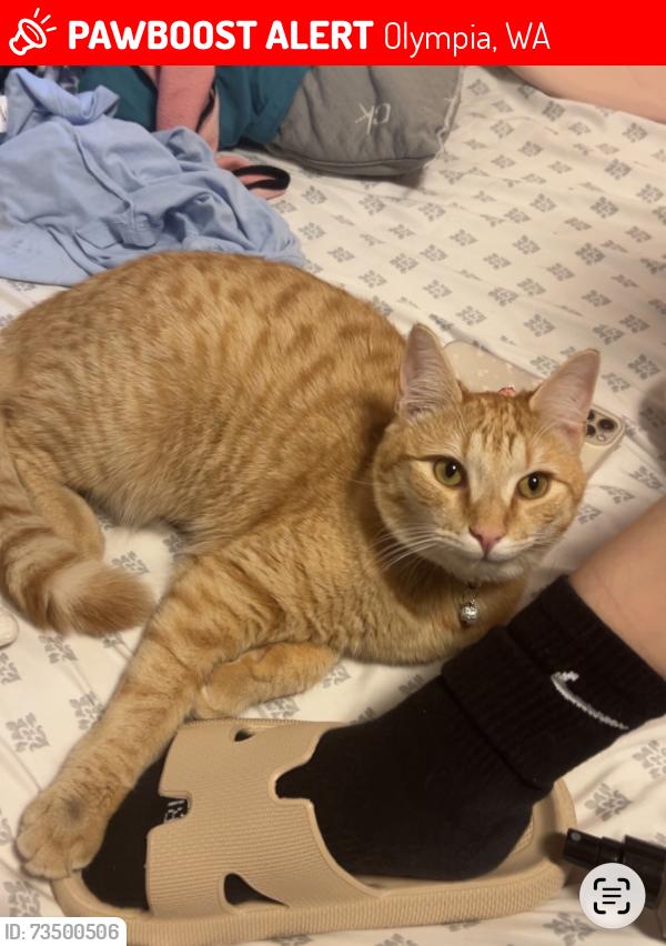 Lost Male Cat last seen Mullen Heights, Kagy Road, Pattison Lake, Olympia, WA 98513