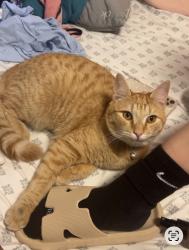 Lost Male Cat last seen Mullen Heights, Kagy Road, Pattison Lake, Olympia, WA 98513