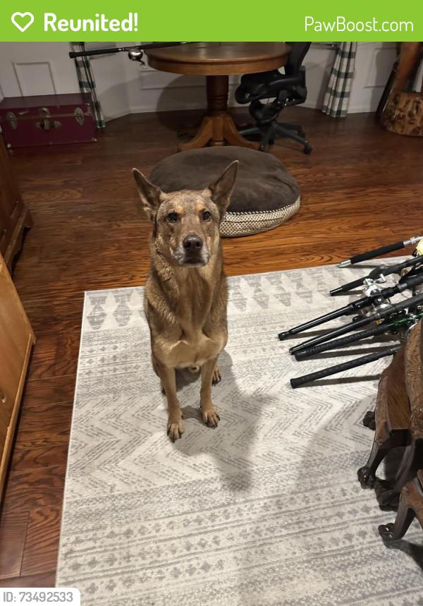 Reunited Male Dog last seen Catalina blvd, San Diego, CA 92106