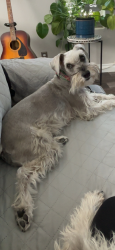 Reunited Female Dog last seen Desert shores, Las Vegas, NV 89128