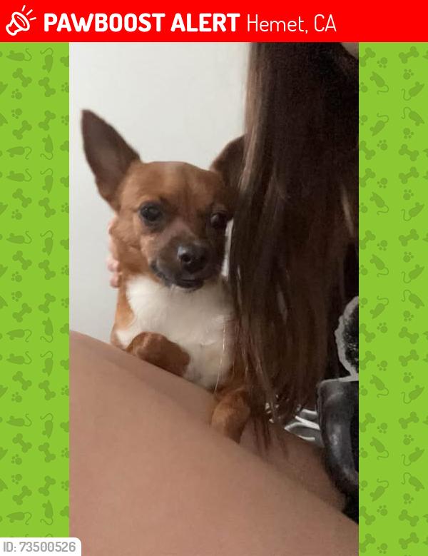 Lost Female Dog last seen Giard, Hemet, CA 92545