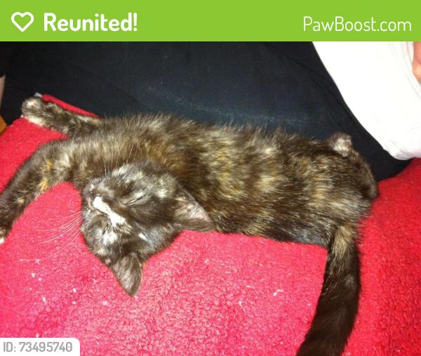 Reunited Female Cat last seen Cochrane Ave, Oakland, CA 94618, USA, Oakland, CA 94618