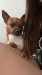 Lost Female Dog last seen Giard, Hemet, CA 92545