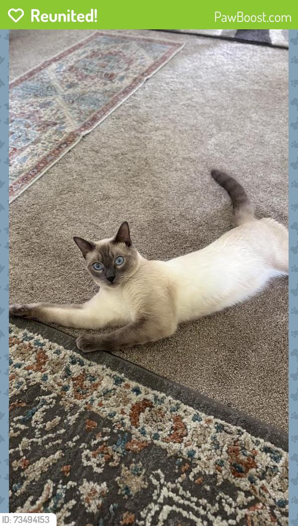 Reunited Male Cat last seen Near Palm Ave, Corona, CA 92879, USA, Corona, CA 92879