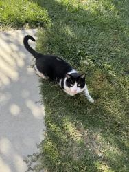 Lost Male Cat last seen Concho Pl and Roja St, Oceanside, CA 92057