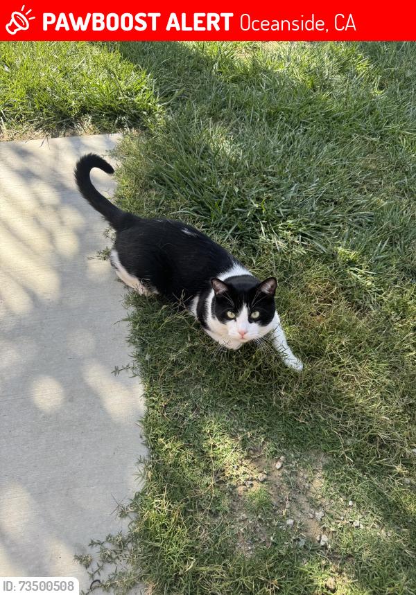 Lost Male Cat last seen Concho Pl and Roja St, Oceanside, CA 92057