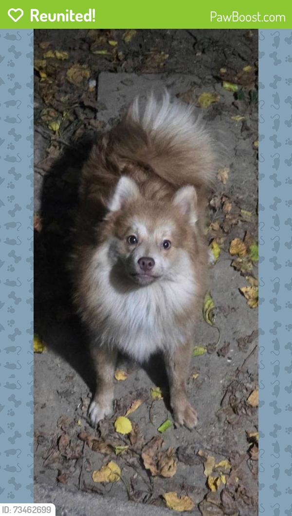 Reunited Male Dog last seen M street neighborhood., Louisville, KY 40208