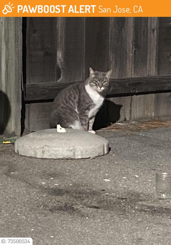 Found/Stray Unknown Cat last seen Yum yum donuts, San Jose, CA 95125