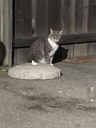 Found/Stray Unknown Cat last seen Yum yum donuts, San Jose, CA 95125