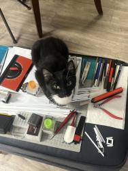 Reunited Female Cat last seen Burich and San Pablo (Meadows Apts), Citrus Heights, CA 95610