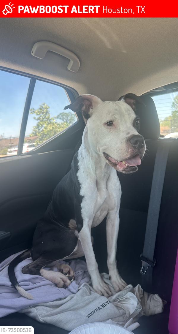 Lost Female Dog last seen Carrol Oliver Way, Houston, TX 77020