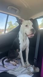 Lost Female Dog last seen Carrol Oliver Way, Houston, TX 77020