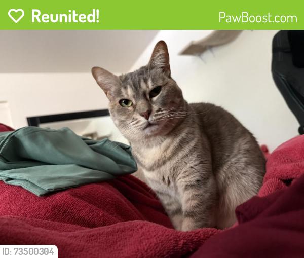 Reunited Female Cat last seen N General Kearny Way between Cross Creek and Grgich Hills, Temecula, CA 92591