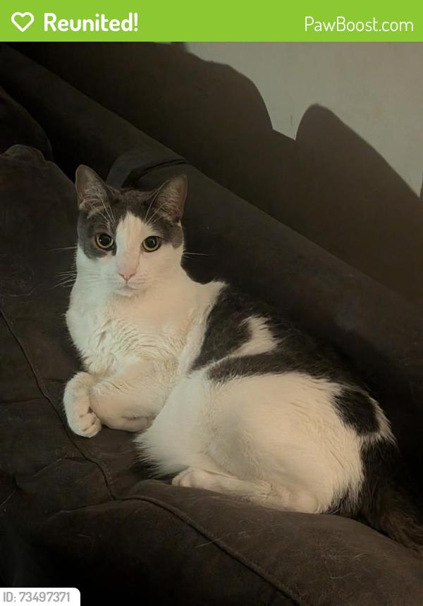 Reunited Female Cat last seen On Cricklewood St., Torrance, CA 90505