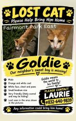 Lost Male Cat last seen Youpon Drive in Fairmont Park East, La Porte, TX 77571