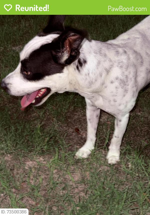 Reunited Male Dog last seen 6th st and upas ave, McAllen, TX 78501