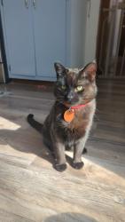 Lost Male Cat last seen Near the Santa Margarita elementary school. In danta margarhita housing, near wire mountain 2 on marine corps base Camp Pendleton, Oceanside, CA 92058