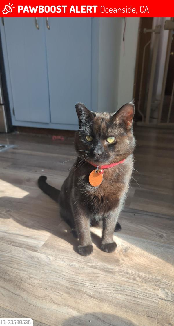 Lost Male Cat last seen Near the Santa Margarita elementary school. In danta margarhita housing, near wire mountain 2 on marine corps base Camp Pendleton, Oceanside, CA 92058