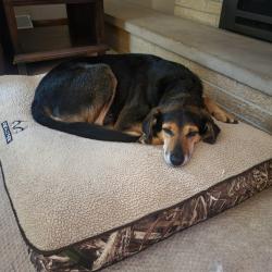 Reunited Male Dog last seen Durand and Taylor or Lathrop and Taylor, Mount Pleasant, WI 53405