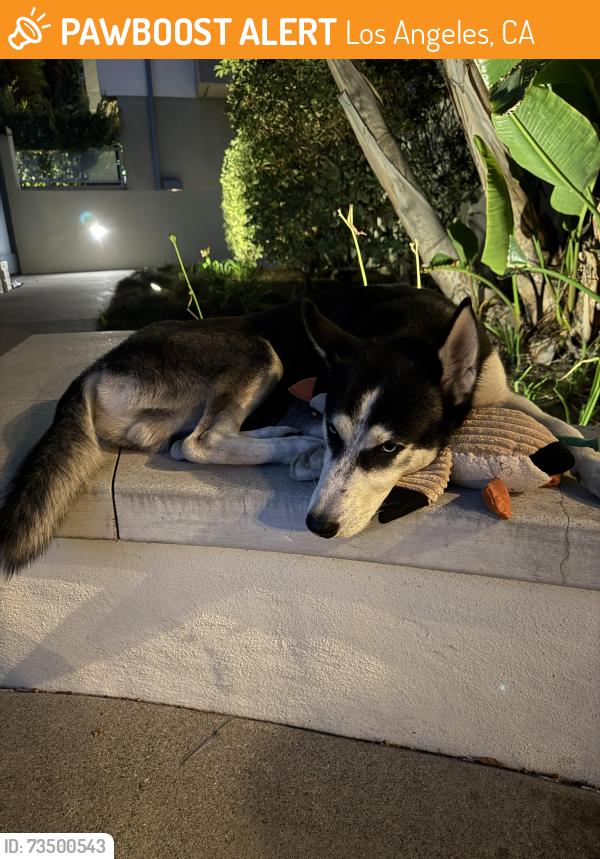 Found/Stray Male Dog last seen Menlo, Los Angeles, CA 90007