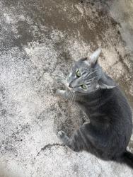 Found/Stray Unknown Cat last seen W 22nd ave and s Apache dr, Apache Junction, AZ 85120