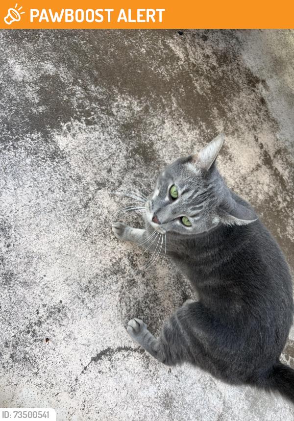 Found/Stray Unknown Cat last seen W 22nd ave and s Apache dr, Apache Junction, AZ 85120