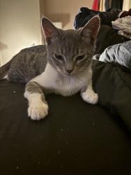 Reunited Male Cat last seen Tara plantation, Richmond, TX 77469