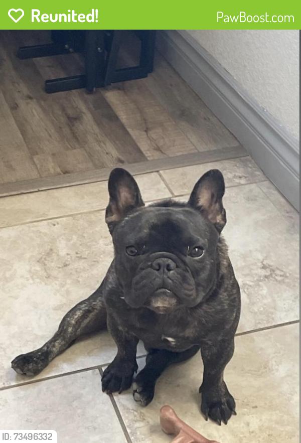 Reunited Male Dog last seen Bodega, Spring Valley, NV 89103
