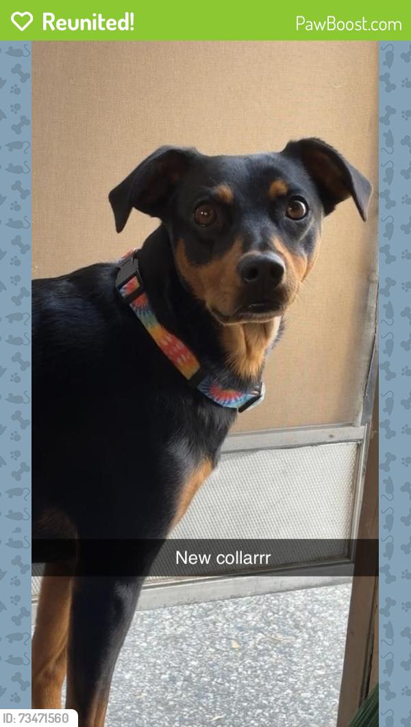 Reunited Female Dog last seen T&T supermarket parking lot, Surrey, BC J4Y 0K7