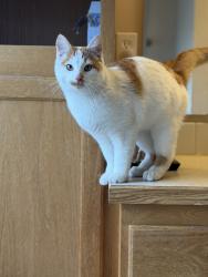 Found/Stray Male Cat last seen Gem County Fairgrounds, Emmett, ID 83617