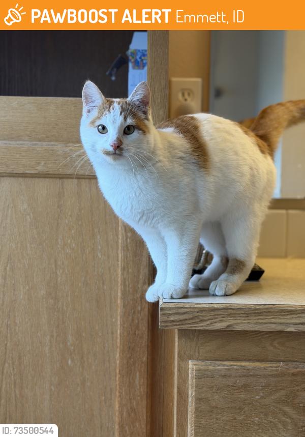 Found/Stray Male Cat last seen Gem County Fairgrounds, Emmett, ID 83617