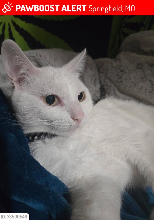 Lost Male Cat last seen Target on West sunshine, Springfield, MO 65807