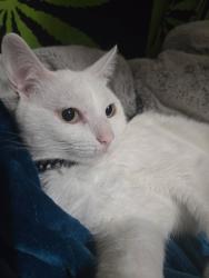 Lost Male Cat last seen Target on West sunshine, Springfield, MO 65807
