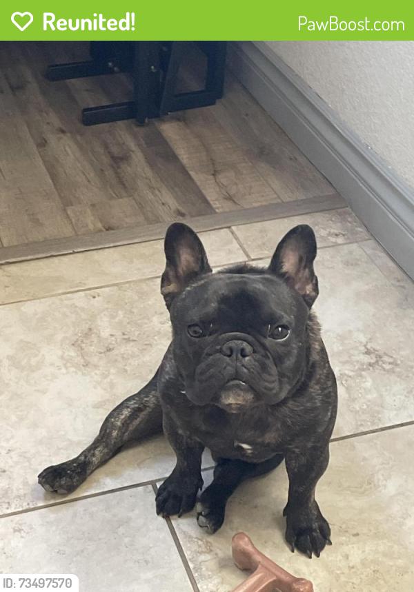 Reunited Male Dog last seen Spring valley, Las Vegas, NV 89103