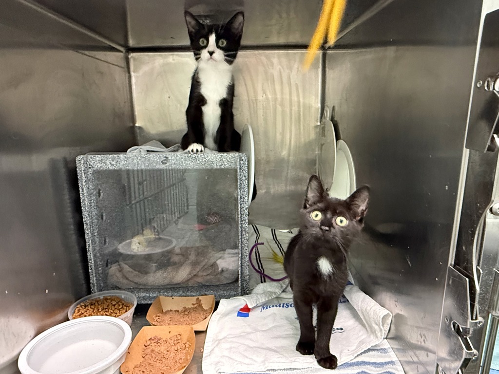 Shelter Stray Female Cat last seen Near 178th Street, JAMAICA, NY, 11432, 326 E 110th St, New York, NY 10029, USA