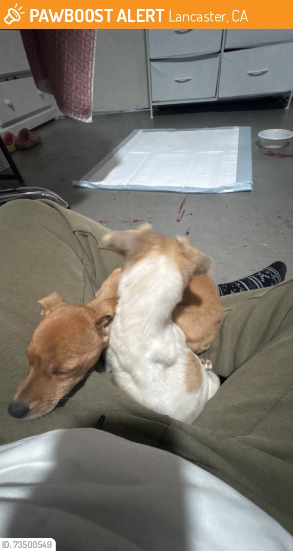 Found/Stray Unknown Dog last seen By Piute Middle School, Lancaster, CA 93535