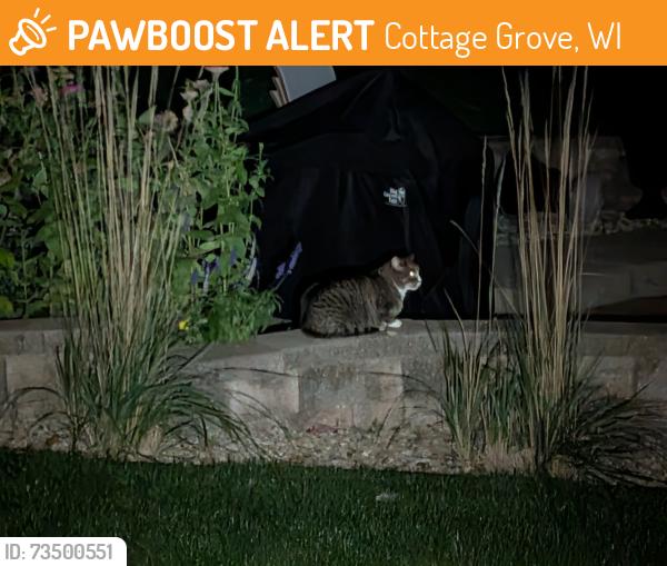 Found/Stray Unknown Cat last seen school rd and nightingale ln, Cottage Grove, WI 53527