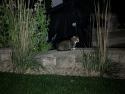 Found/Stray Unknown Cat last seen school rd and nightingale ln, Cottage Grove, WI 53527