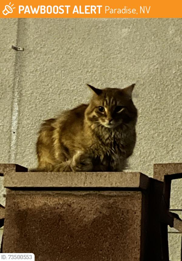 Found/Stray Unknown Cat last seen Acapulco Ave and Santa Barbara, Paradise, NV 89121
