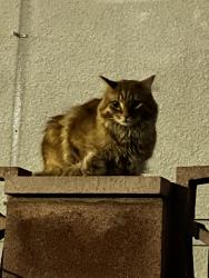 Found/Stray Unknown Cat last seen Acapulco Ave and Santa Barbara, Paradise, NV 89121