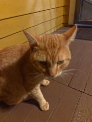 Found/Stray Male Cat last seen S. Monte Vista/Puente Ave., Covina, CA 91723