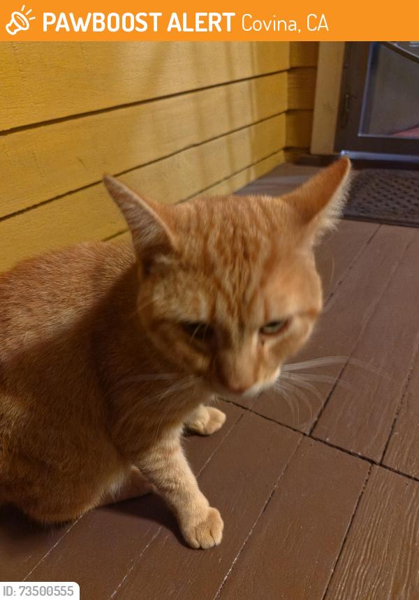 Found/Stray Male Cat last seen S. Monte Vista/Puente Ave., Covina, CA 91723